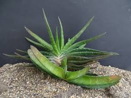 Typically it has sharp, triangular leaves, mottled in colour and channeled on their upper surface. Photo Gasteria Carinata V Glabra Gr Gasteria Album Cok Grootscholten Succulent World