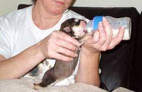 So Cute Bottle Feeding Feeding Puppy Bottle Feeding Puppies Puppy Formula