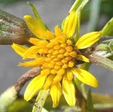 Image result for Geigeria africana