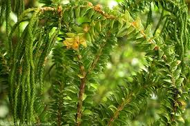 Image result for Huperzia gnidioides