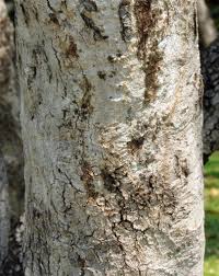 Image result for Combretum collinum