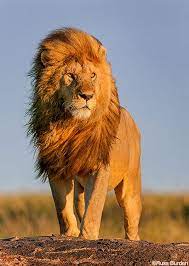 The Essence Of The Moment A Long Time Ago I Encountered That Statement While Reading A Magazine Article In 2021 Lion Images Lion Photography Wild Animals Pictures