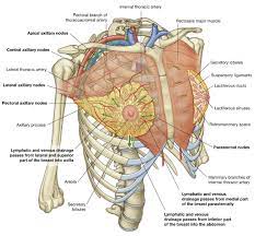 In our body's trunk region (torso), the thoracic region (thorax region) is the trunk region that encompasses the chest from the thoracic inlet to the diaphragm. Thorax Basicmedical Key