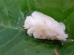 Belajar cara buat nasi lemak. Tapai Pulut Wikipedia Bahasa Melayu Ensiklopedia Bebas