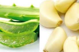 Pemberian jus tomat dengan dosis 11 gram/kgbb cenderung menurunkan rerata kadar total kolesterol dan ldl. Ajaib Banget Rutin Minum Jus Bawang Putih Dicampur Lidah Buaya Ternyata Bisa Cegah Penyakit Mematikan Ini Dari Tubuh Semua Halaman Sajian Sedap