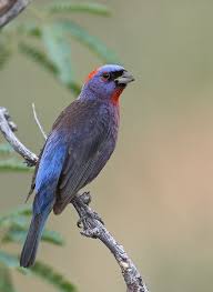 List Birds That Start With B Pin By Gloria B On Lawn And Garden Beautiful Birds Bird Life List Wild Animals Pictures