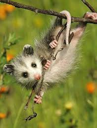 Pin On Animals