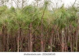 Image result for Casuarina junghuhniana