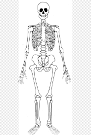 The skeletal system also provides attachment points for muscles to allow movements at the joints. Human Skeleton Human Skeleton Human Body Bone Anatomy Human Skeleton Face Hand Png Pngegg