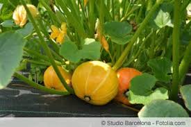 Der orangerote kürbis ist auch als uchiki kuri und red kuri bekannt und hat sich einen festen platz in jedem gutsortierten supermarkt erobert. Hokkaido Kurbis Wann Ist Er Reif Schalen Oder Nicht Gartenlexikon De