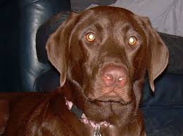 Maybe you would like to learn more about one of these? Lostdog 1 29 14 Wilmington Nc 6 Years Old 85 Lbs Female Chocolate Lab Bradfield Ct Microchipped 910 512 4565 Http Losing A Dog Labrador Retriever Find Pets