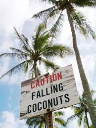 In january 1943, a us marine was killed in his sleep when struck in the head by a falling coconut near henderson field on guadalcanal. Pin On Coastal Beach Homes Shells Driftwood And Such