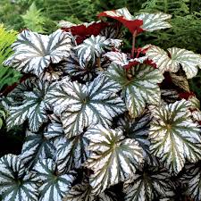 Image result for Begonia gentilii