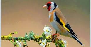 Pin De Suleyman I Nisli En Suleymanin Dostlari Jilguero Aves Pajaros