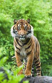 Asian Or Bengal Tiger Facts Tiger Pictures Tiger Facts Bengal Tiger