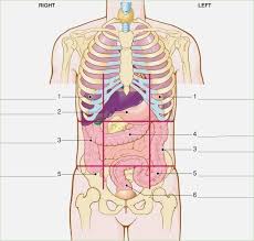 Sometimes entities are seen and other times they are not. Label The Abdominal Regions And Quadrants Quadrants