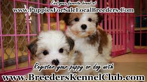 The morkie is a very popular designer breed that is a cross between the appearance and grooming needs. Morkie Puppies For Sale Near Atlanta Georgia Ga Local Breeders Youtube