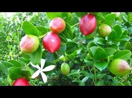Jual bibit tanaman langka di yogyakarta, harga benih tanaman langka di yogyakarta, beli bibit mamey sapote magana di atas dasar itulah kami menjual bibit tanaman unik dan langka. Jual Bibit Buah Natal Plum Bibit Buah Jambu Lili Pili Wa 085233852147 Jual Bibit Tanaman Langka Youtube