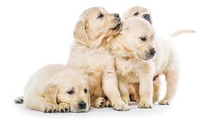 Thank you for providing services at a location we can just walk into and get my pet taken care of at a decent price. Early Or Delayed Neutering What To Tell Clients