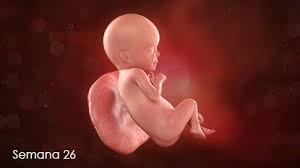 Semana 26 Para Padres Nemours Kidshealth