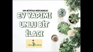 Kaktüs akademisi 3.316 views6 months ago. Alti Delik Olmayan Saksilara Nasil Bitki Dikimi Yapilir Youtube