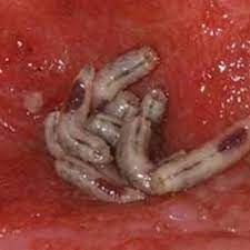 Tita s kitchenette maggots in wounds. Maggots Prove Wound Cleaning Worth Mdedge Internal Medicine
