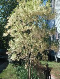 The tree's fruit is a food source for rabbits, squirrels, pheasants and. Spring Flowering Trees Add Interest To Landscapes