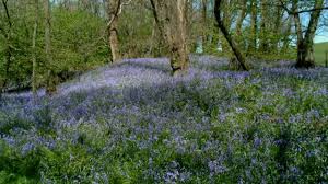 Plants that give off a show of early spring color are those that don't mind the cold. Spring Wild Flowers Of Britain Ireland Youtube
