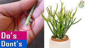 Click on links below to jump to that question. Growing Pencil Cactus Dos Donts Care Tips And Propagation Of Milkbush Youtube