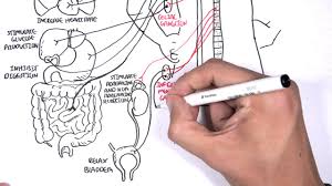 This article explains the nervous system function and structure with the help of a human nervous system diagram and gives you that erstwhile 'textbook feel'. Neurology Autonomic Nervous System Youtube