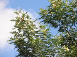 Image result for Acacia mearnsii