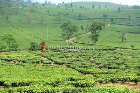 Check spelling or type a new query. Sejarah Perkebunan Teh Ciater Subang Teamtouring