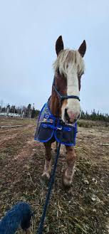 Barn, Tackroom & Trailer Design, DIY & Hacks