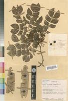 Image result for Albizia zygia