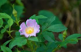 Image result for Grona setigera