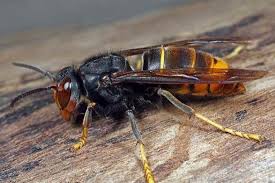 De hoornaar is alleen agressief binnen een straal van 5 meter van het nest. Be67awvculljym