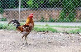 Ayam berkokok tengah malamayam berkokok tengah malam. Mendengar Ayam Berkokok Di Tengah Malam Ini Yang Harus Dilakukan Yayasan Pendidikan Bayt Al Fath