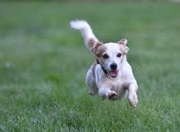 We did not find results for: National Puppy Day March 23 2021 Happy Days 365