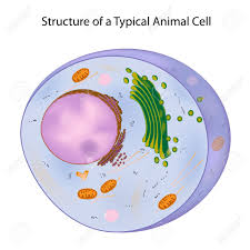 How big is a typical animal cell. A Typical Animal Cell Royalty Free Cliparts Vectors And Stock Illustration Image 15111567