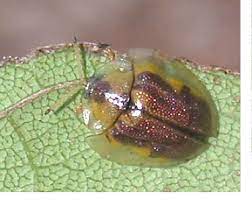 Mostly hardwood plants such as apple, apricot, ash, citrus, daphne, fig, hibiscus, holly, magnolia, oleander, olive, passionfruit, pear, photinia, plum, poplar, quince, tamarisk. Pdf Observations On Some Insect Pests Of Woody Ornamentals Black Olive Caterpillar Geiger Tree Tortoise Beetle And Cycad Aulacaspis Scale In Naples Florida Semantic Scholar