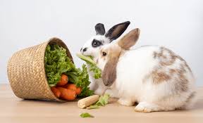 I want to buy something for my rabbit and it comes with a salt lick. What Can Your Rabbits Not Eat The Only Guide You Need