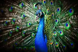 Merak biru atau merak india, yang dalam nama ilmiahnya pavo cristatus adalah salah satu burung dari tiga spesies burung merak.merak biru mempunyai bulu berwarna biru gelap mengilap. Kamasutra Satwa Merak Jantan Pamer Keindahan Ekornya Untuk Ajak Betina Kawin Halaman All Kompas Com