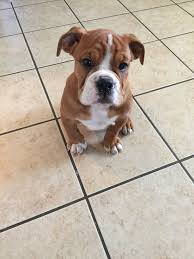 From our experience over time. Victorian Bulldog Puppy Victorian Bulldog Bulldog Puppies Puppies