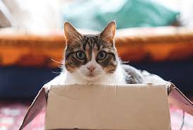 Brown trail animal hospital competes in the personal services industry. Animal Hospital In Grapevine Animal Emergency Hospital North Texas