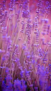 Nature Wallpaper Iphone Flowers Purple Nature Iphone Wallpaper Flower Wallpaper Purple Wallpaper