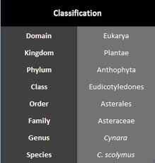 Globe Artichoke Classification Of Cynara Scolymus