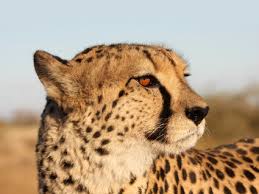 (number of keywords in top 20 google serp) 6,991 organic traffic: Cheetah Facts For Kids Big Cats African Animals