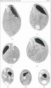 Image result for Balantoides Coli
