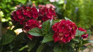 Image result for Hydrangea