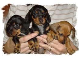 Order today with free shipping. Dachshund Puppies In Alabama